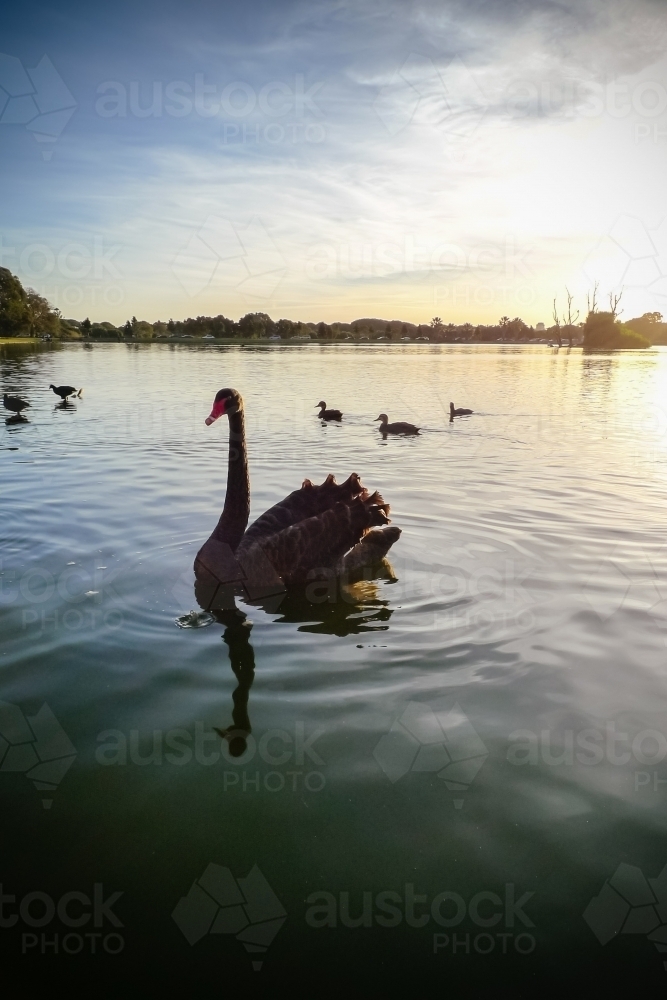 Black swan on a pond - Australian Stock Image