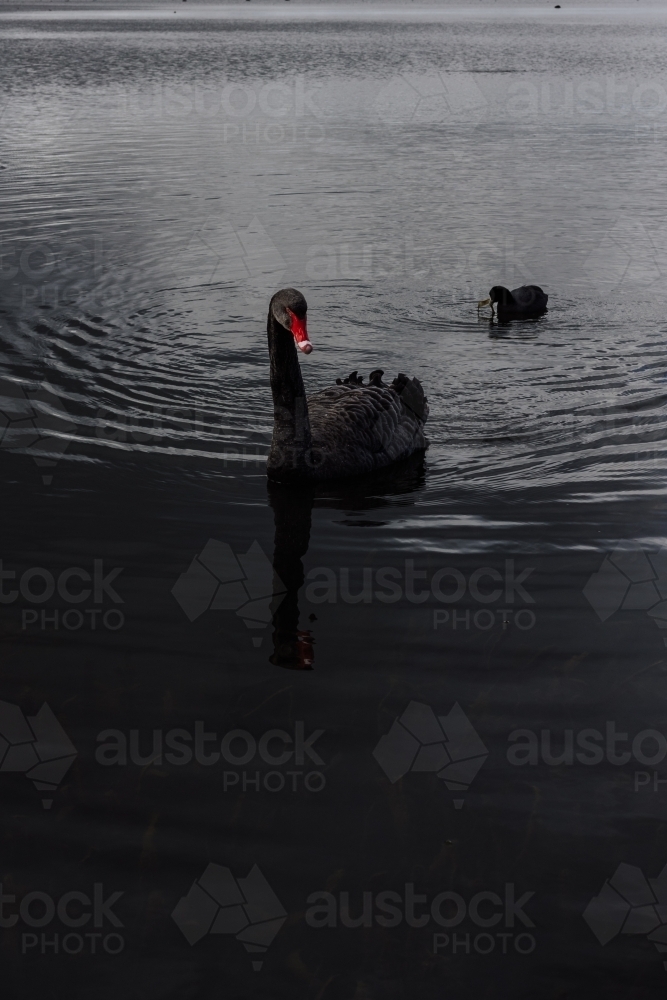 Black Swan on Lake - Australian Stock Image