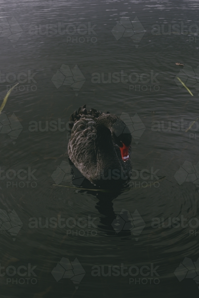 Black Swan on Lake Wendouree - Australian Stock Image