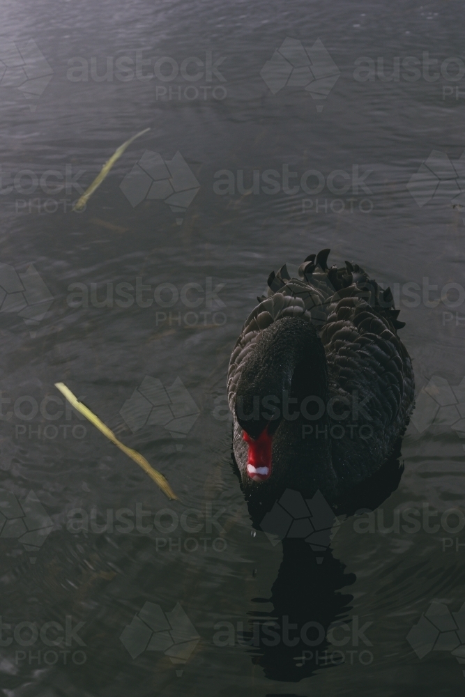 Black Swan on Lake Wendouree - Australian Stock Image