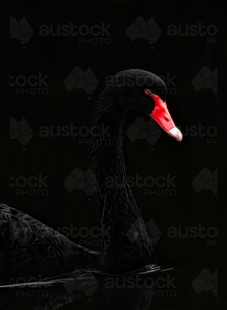 Black Swan Portrait - Australian Stock Image