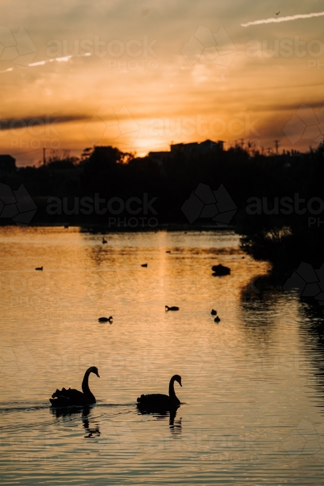 Black Swan Silhouette - Australian Stock Image