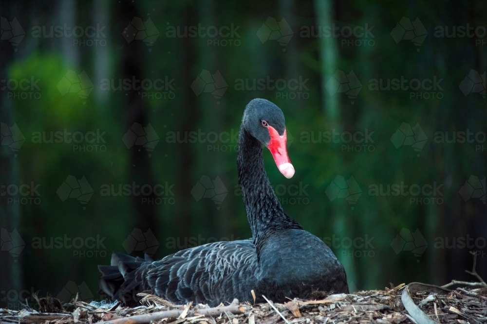 Black swan sitting on eggs against dark green background. - Australian Stock Image