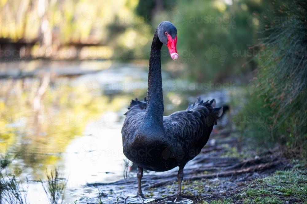 Black swan standing next to pond looking at camera - Australian Stock Image