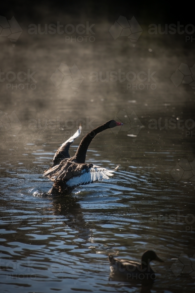 Black swan stretching wings on river water with early morning mist - Australian Stock Image