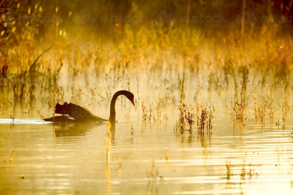 Black Swan swims on lake with foggy golden light. - Australian Stock Image