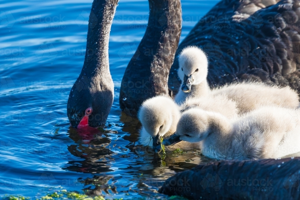 Black Swan with cygnets - Australian Stock Image