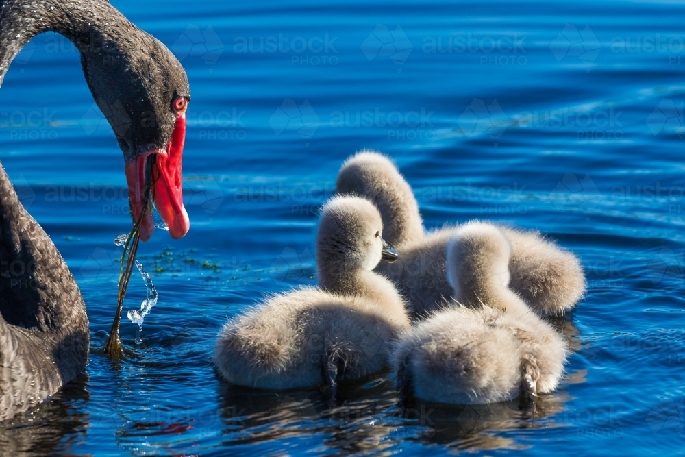 Black swan with cygnets feeding - Australian Stock Image