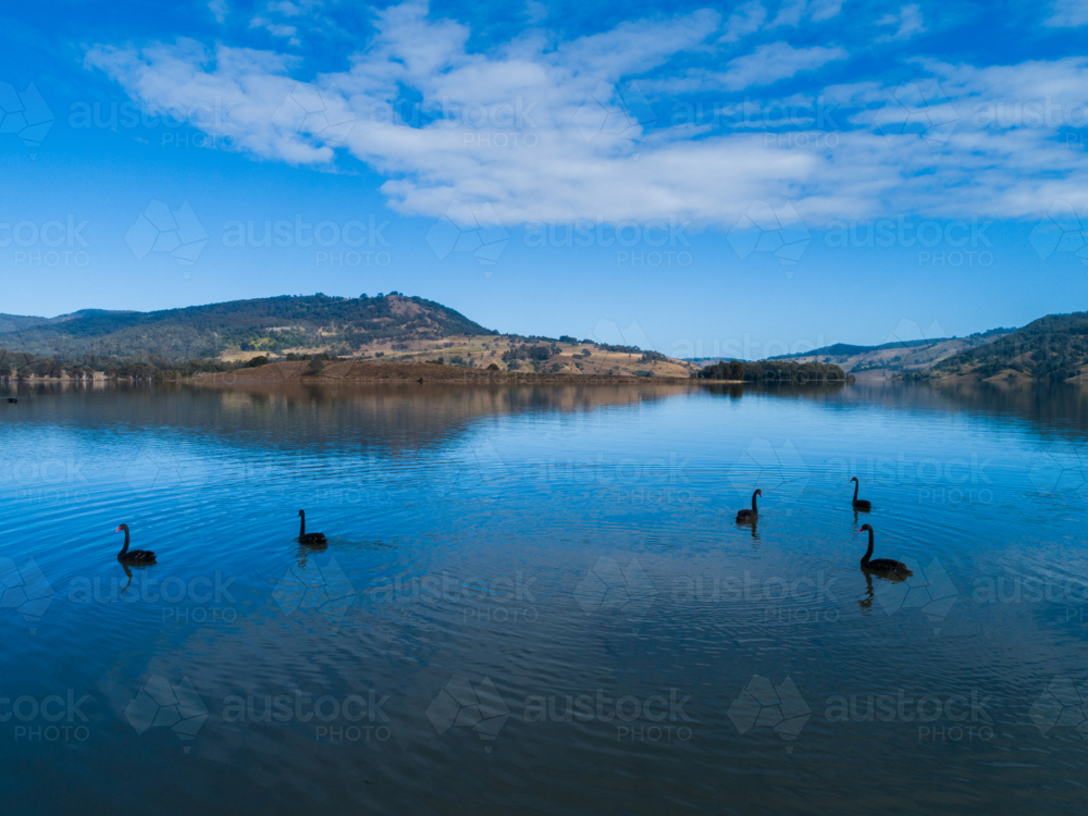 Black swans gracefully swimming on blue water of Lake St Clair in the Hunter Valley - Australian Stock Image