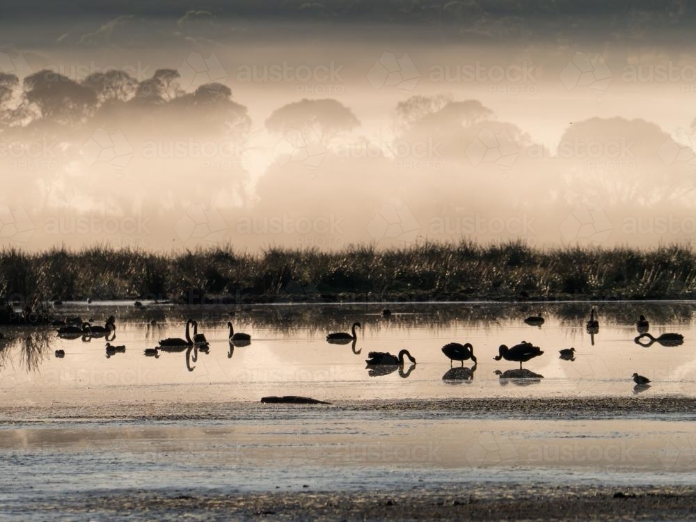 Black swans on a misty lake - Australian Stock Image