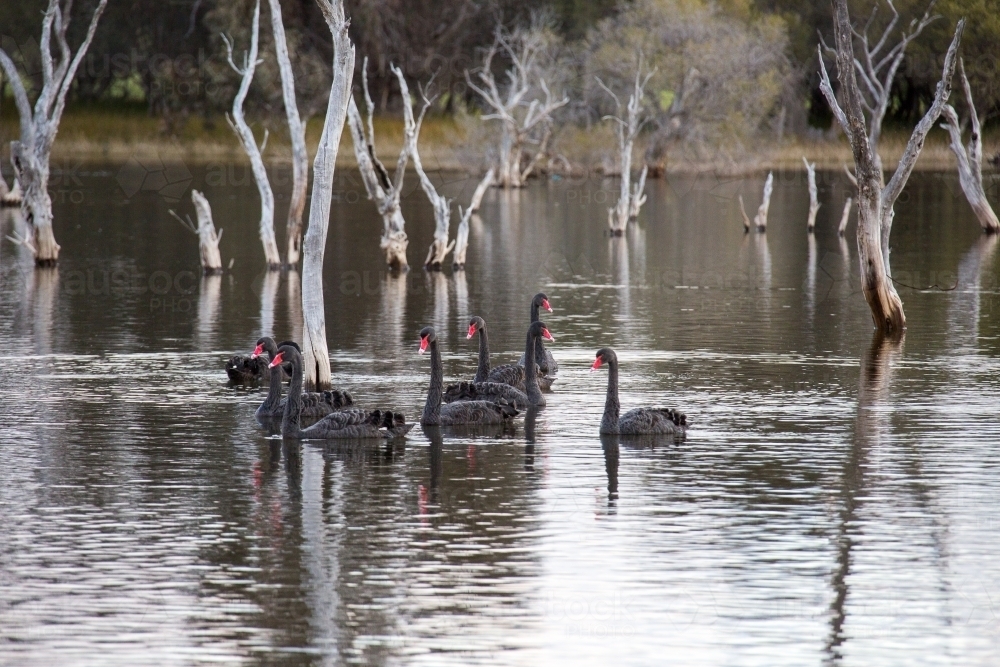 Black swans on lake with dead trees - Australian Stock Image