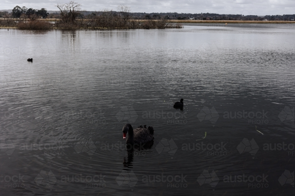 Black Swans on Winter Lake - Australian Stock Image