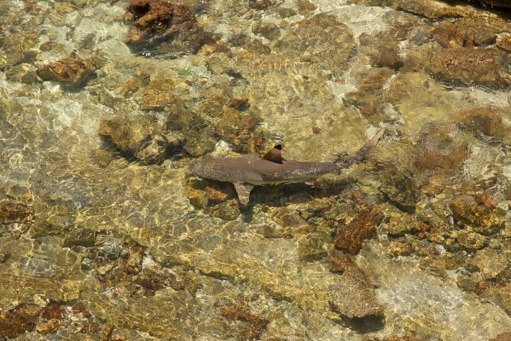 Black tip reef shark in the waters of the Great Barrier Reef - Australian Stock Image