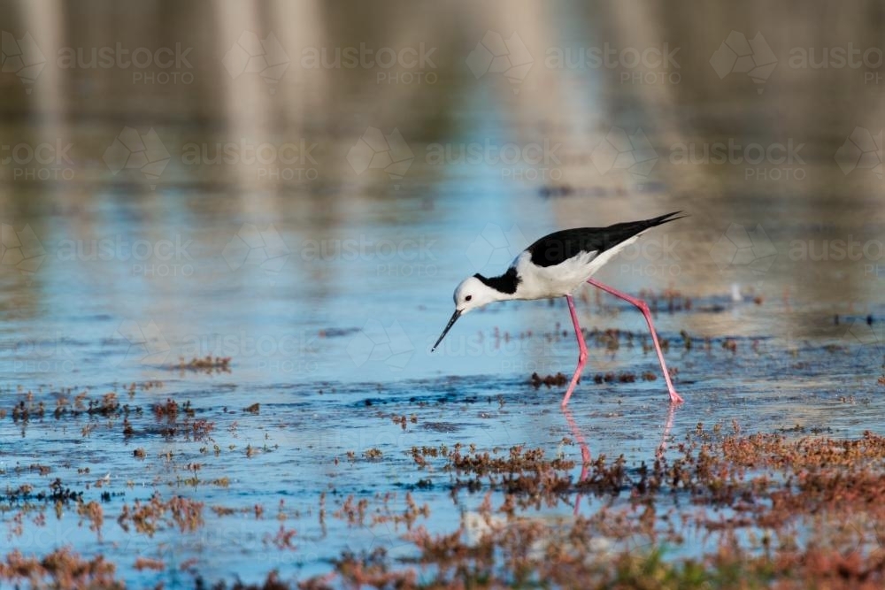 Black-winged Stilt foraging on the edge of a lake - Australian Stock Image