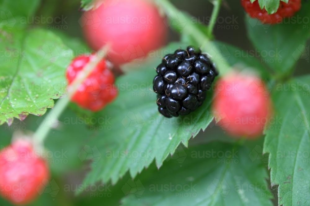 Blackberry bush in fruit - Australian Stock Image