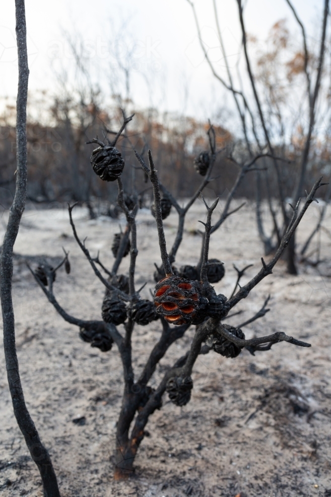 blackened banksia bush in ash-covered ground after a bushfire - Australian Stock Image