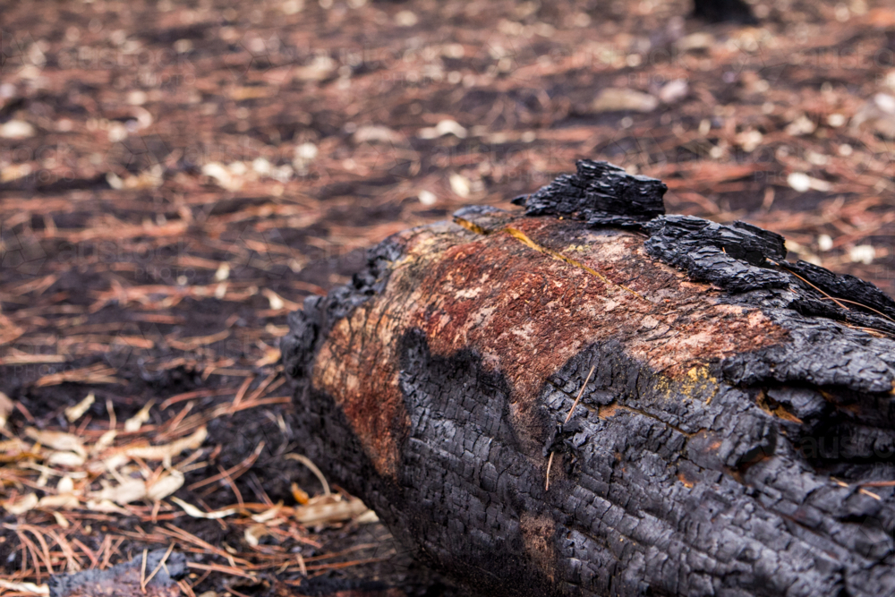 Blackened burnt log after the bushfire - Australian Stock Image