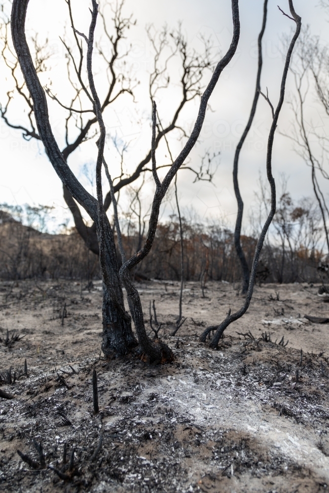 Image of Blackened burnt trees after a bushfire Austockphoto