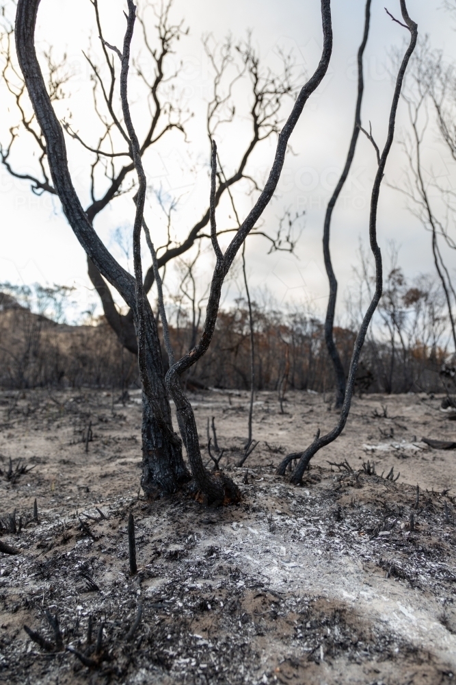Blackened burnt trees after a bushfire - Australian Stock Image