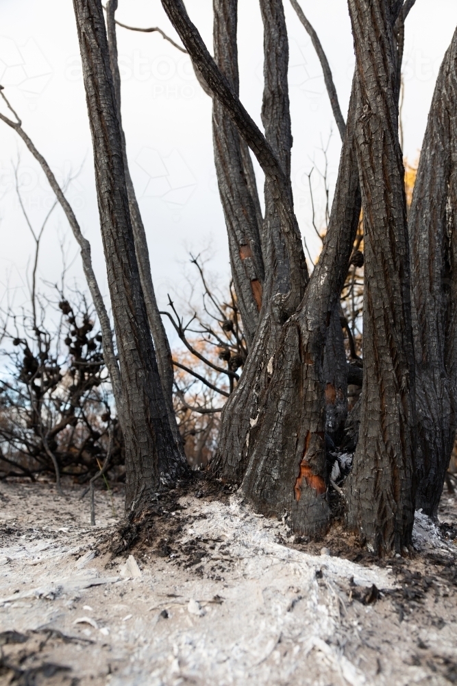 Blackened burnt trees after a bushfire - Australian Stock Image