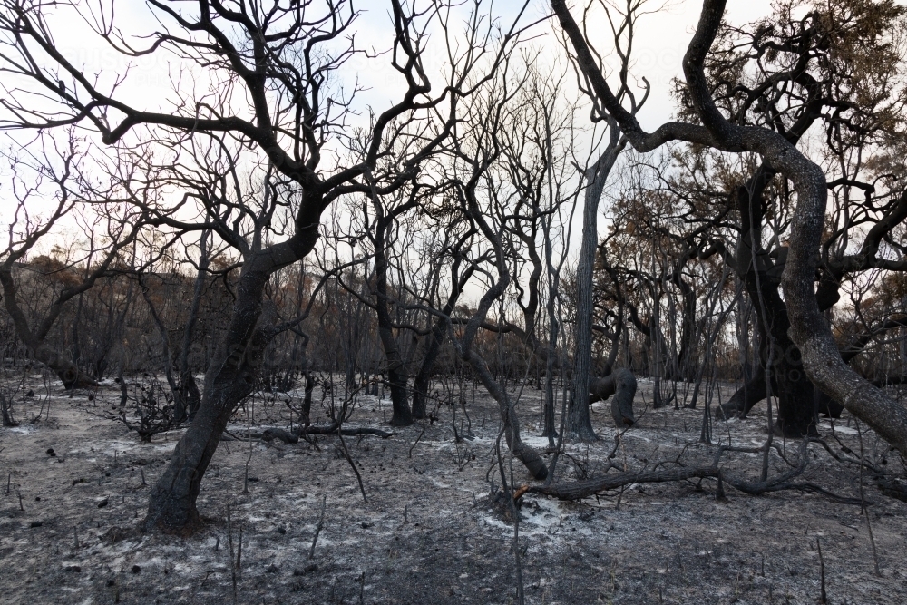 blackened tree in burnt out bush after bushfire - Australian Stock Image
