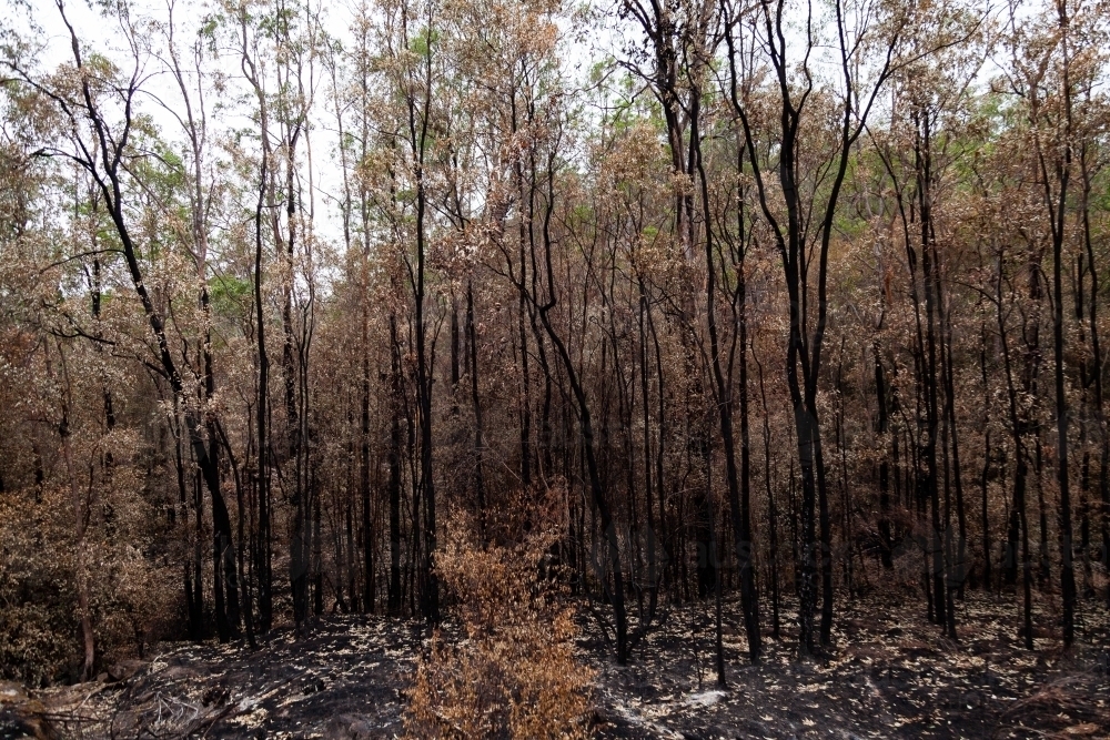 Blackened tree trunks after bushfire burnt through - Australian Stock Image