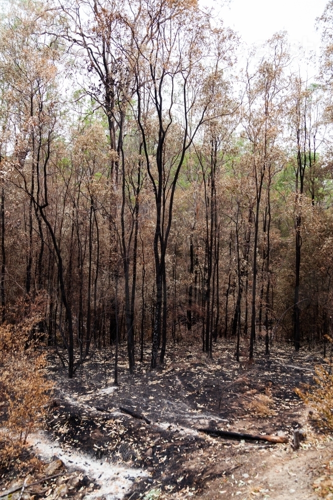 Blackened tree trunks after bushfire burnt through - Australian Stock Image
