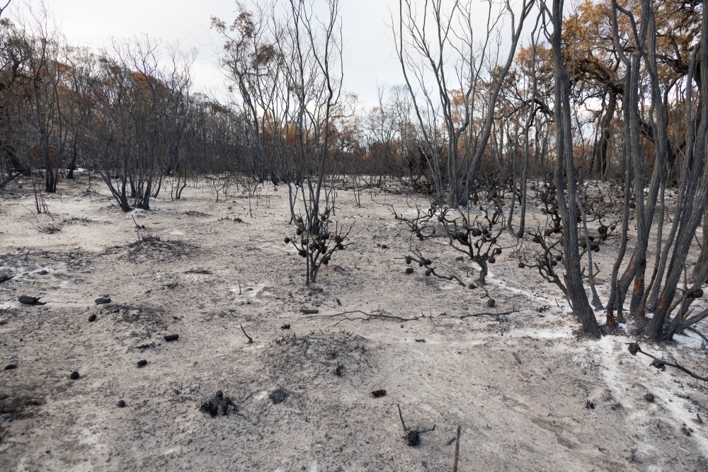 Blackened trees and ground covered with ash after bushfire - Australian Stock Image