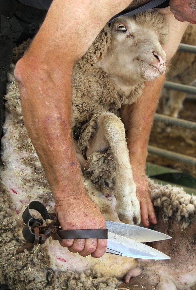 Blade shearing a sheep - Australian Stock Image