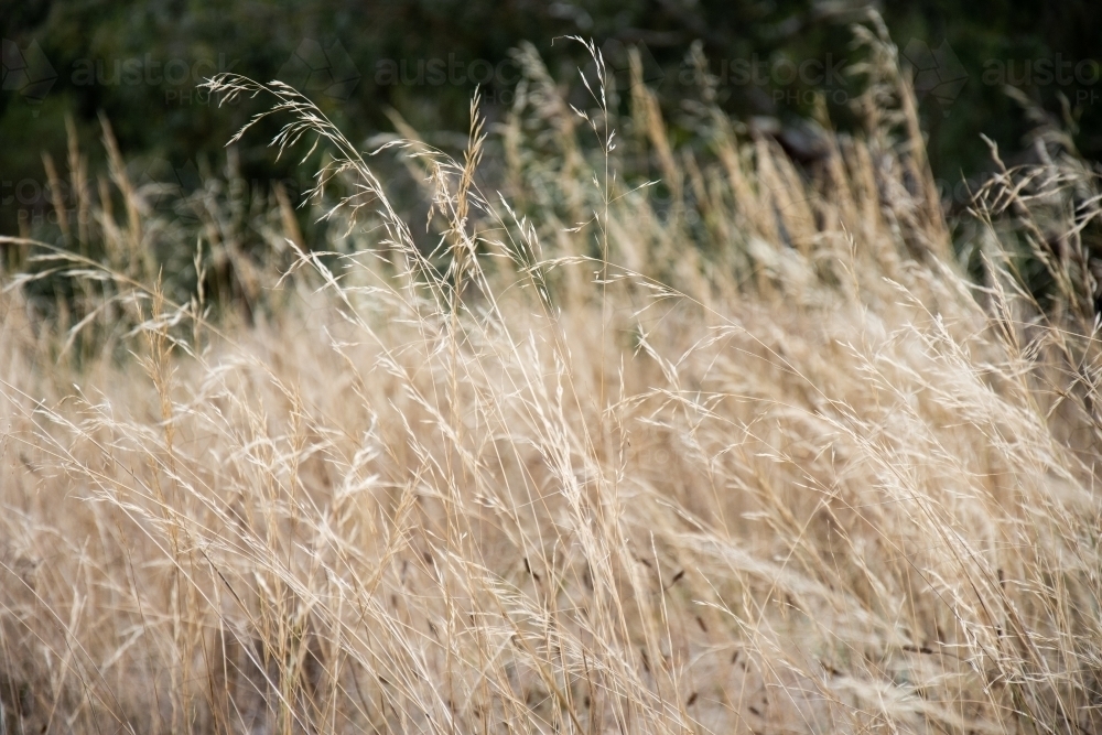 Blades of Dry Grass in the Wind - Australian Stock Image
