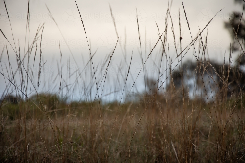 Blades of Dry Grass on a Gloomy Day - Australian Stock Image