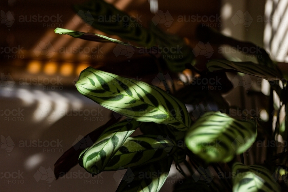 Blinds in bedroom casting shadows with light slipping in bars across house plant leaf - Australian Stock Image