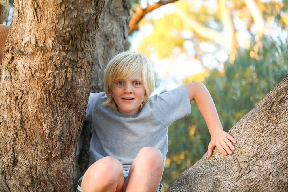 Blonde boy climbing large gum tree - Australian Stock Image