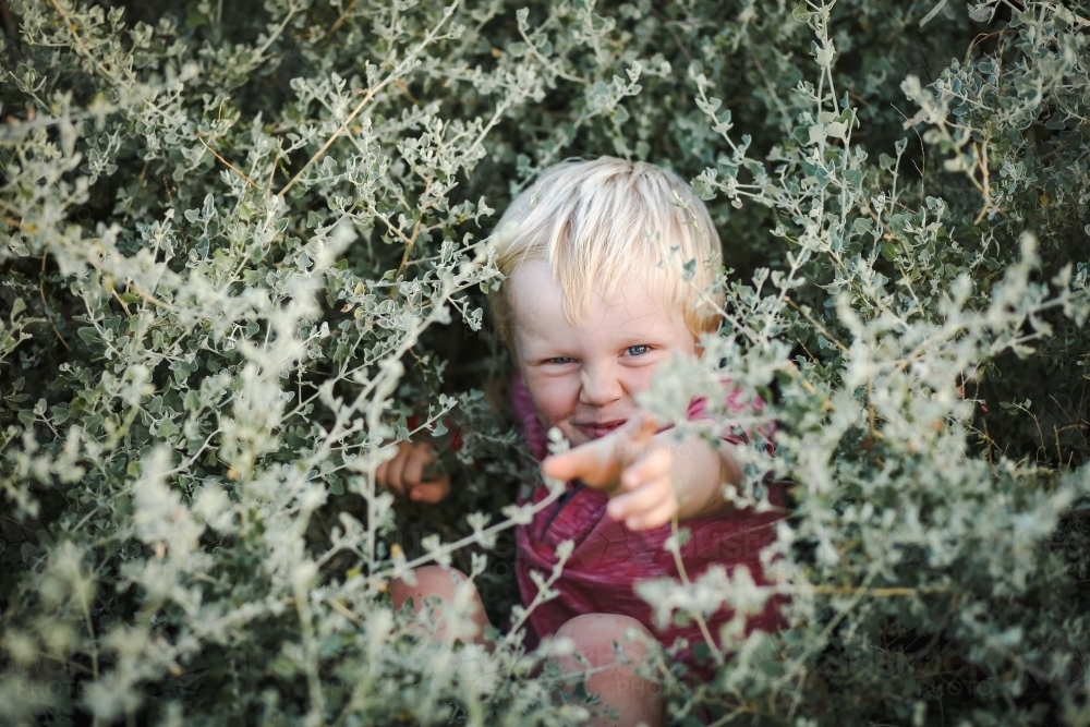 blonde toddler boy with blue eyes hiding in bush. Child playing in nature. - Australian Stock Image