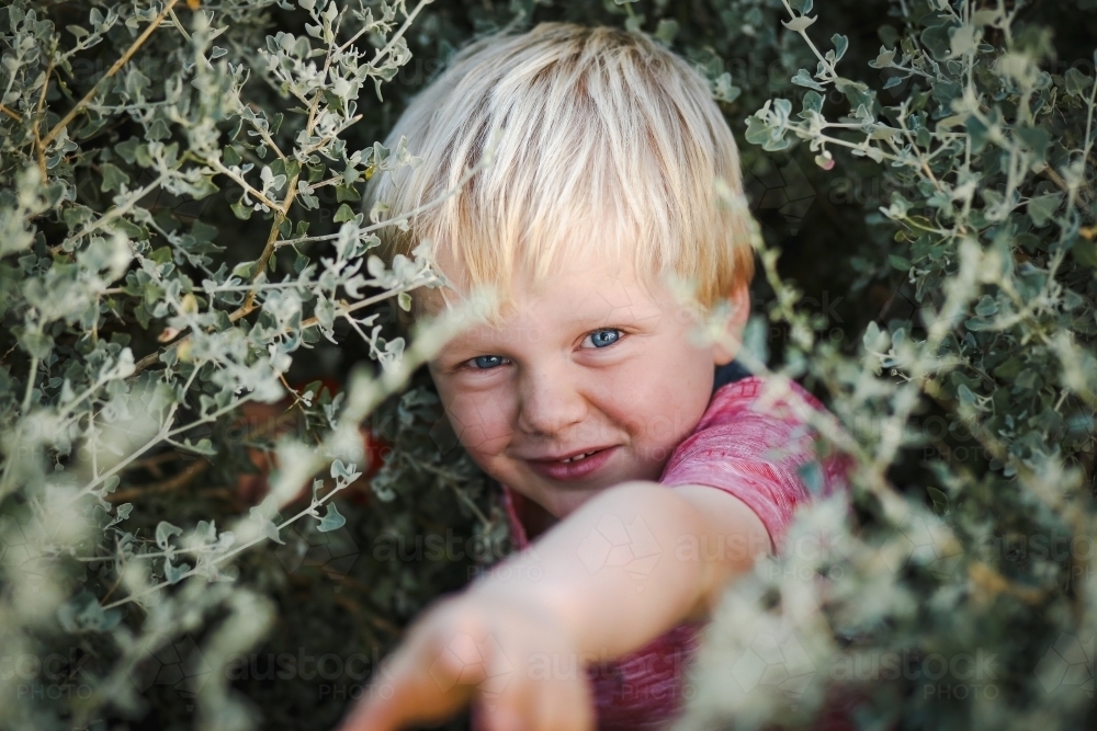 blonde toddler boy with blue eyes hiding in bush. Child playing in nature. - Australian Stock Image