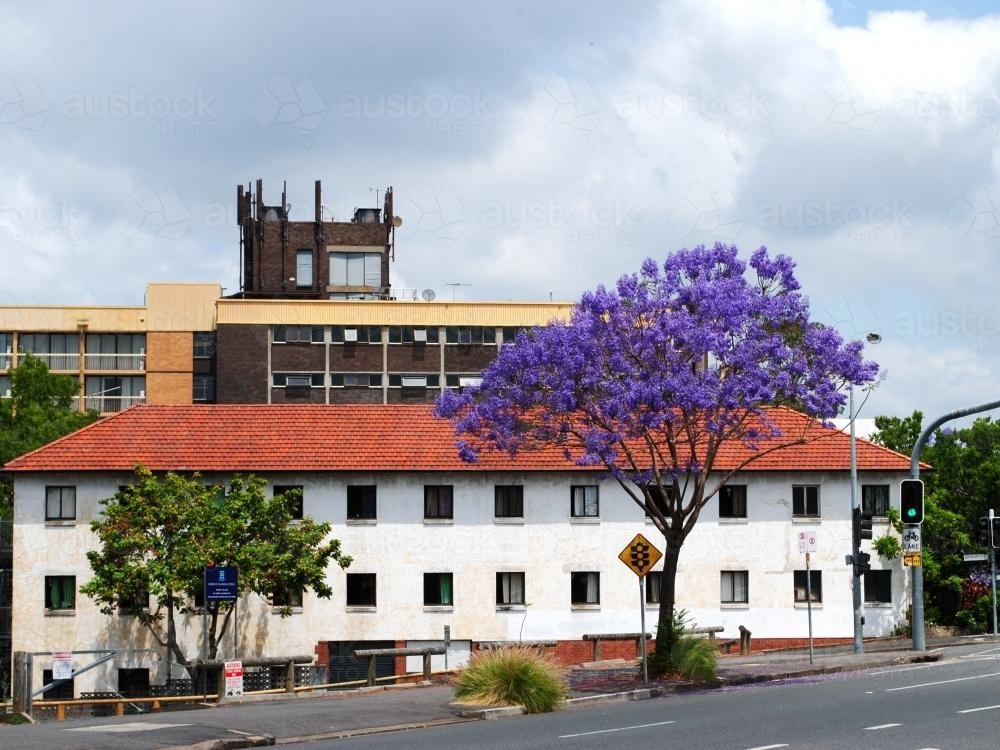 Blooming jacaranda tree in Spring Hill, Brisbane - Australian Stock Image