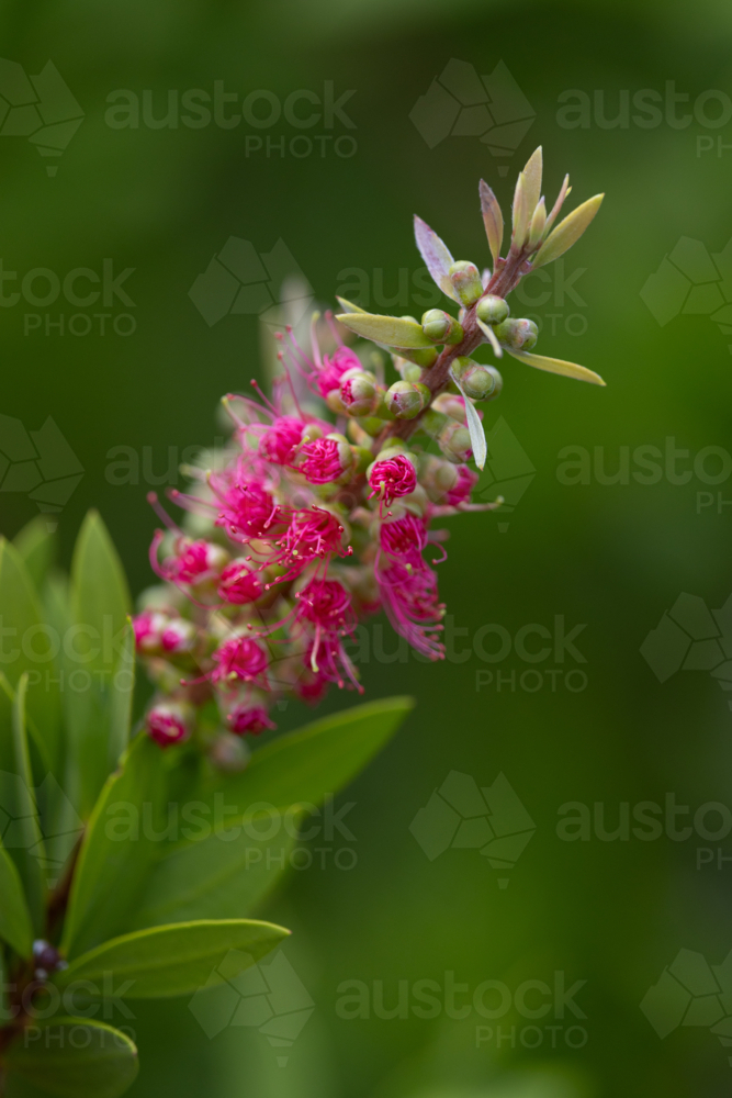 Blooming pink bottlebrush close up - Australian Stock Image