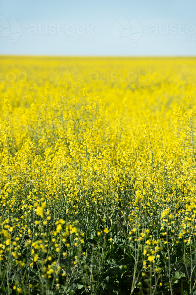 Blooming yellow canola field under a clear blue sky - Australian Stock Image