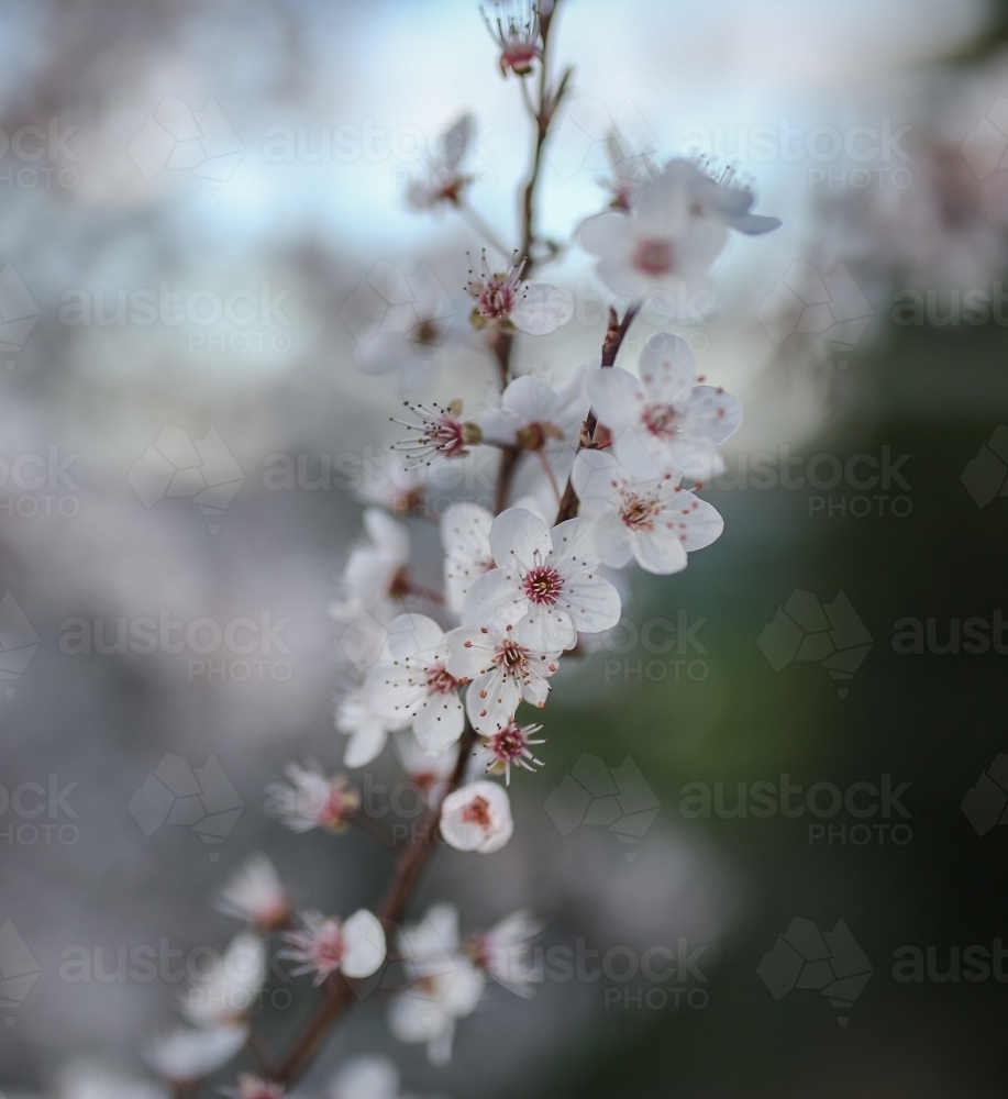 blossom - Australian Stock Image