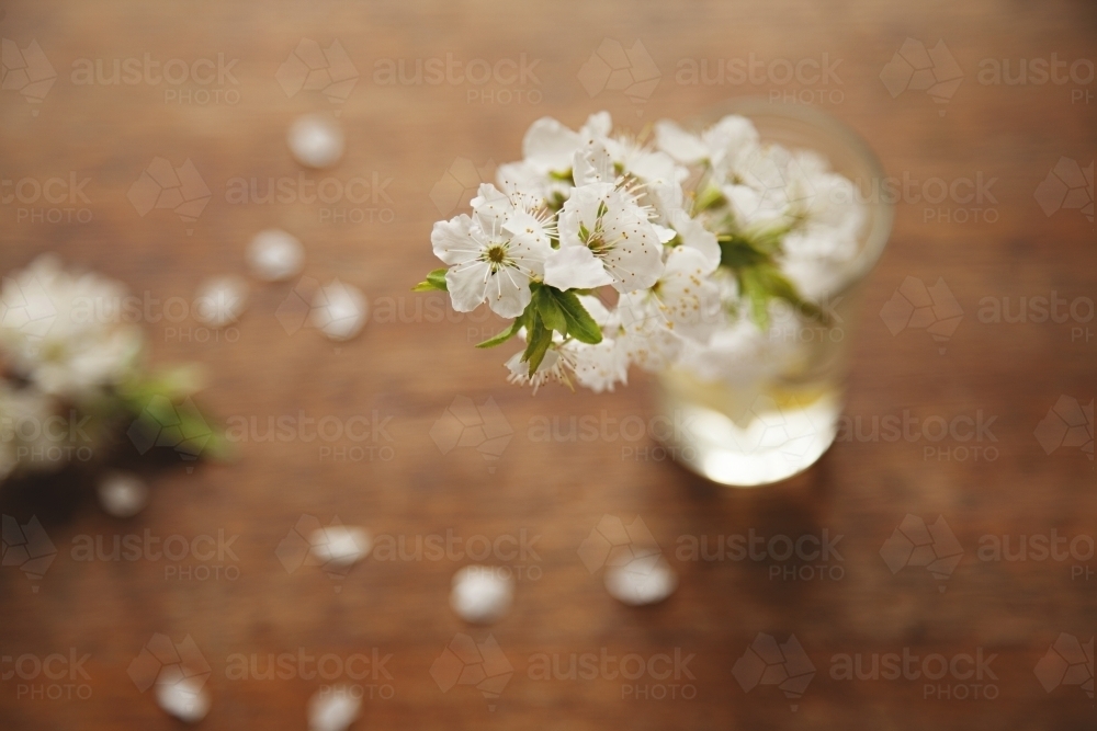 Blossom from a plum tree in a glass vase - Australian Stock Image
