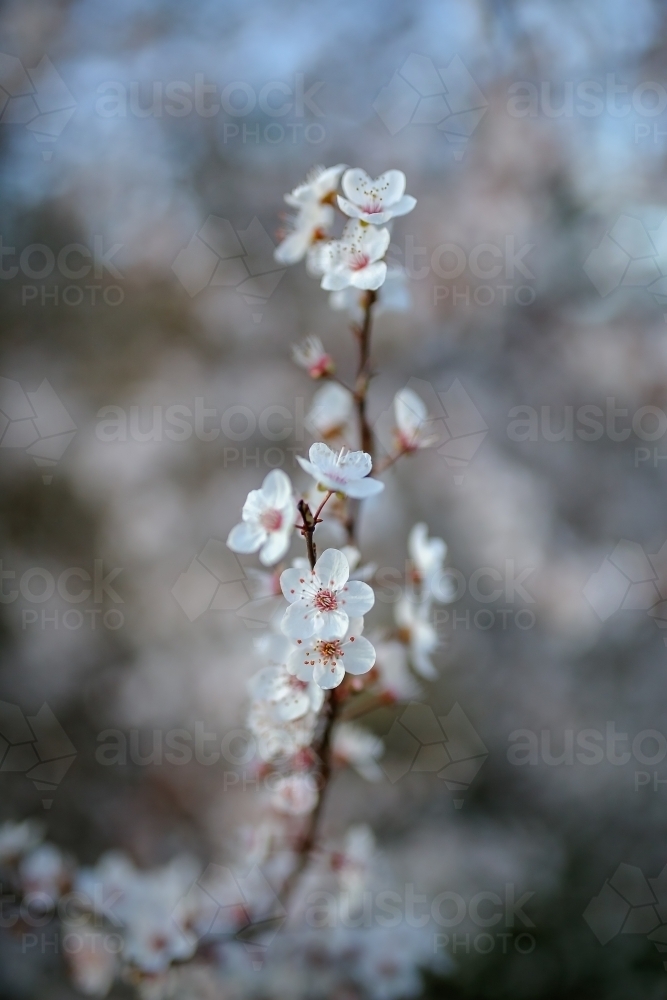 Blossom sprouting - Australian Stock Image