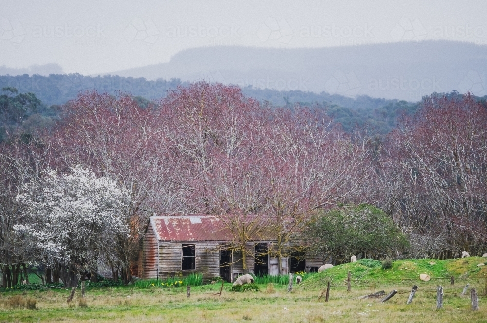 Blossom trees and a rustic shack. - Australian Stock Image