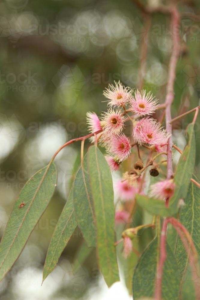 Blossoming eucalyptus gum tree branch - Australian Stock Image