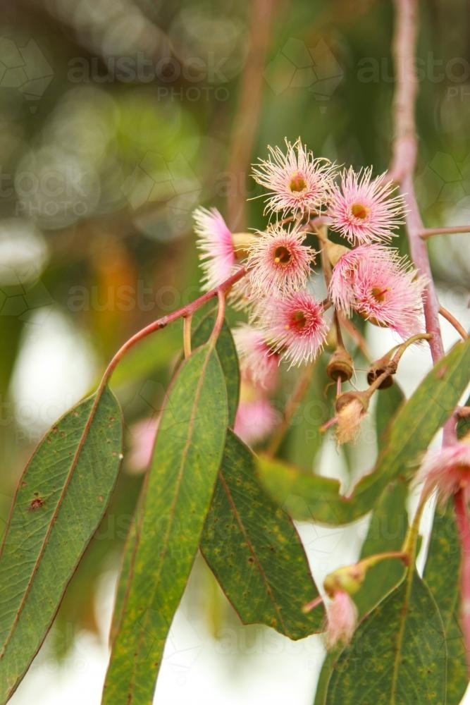 Blossoming eucalyptus gum tree branch - Australian Stock Image