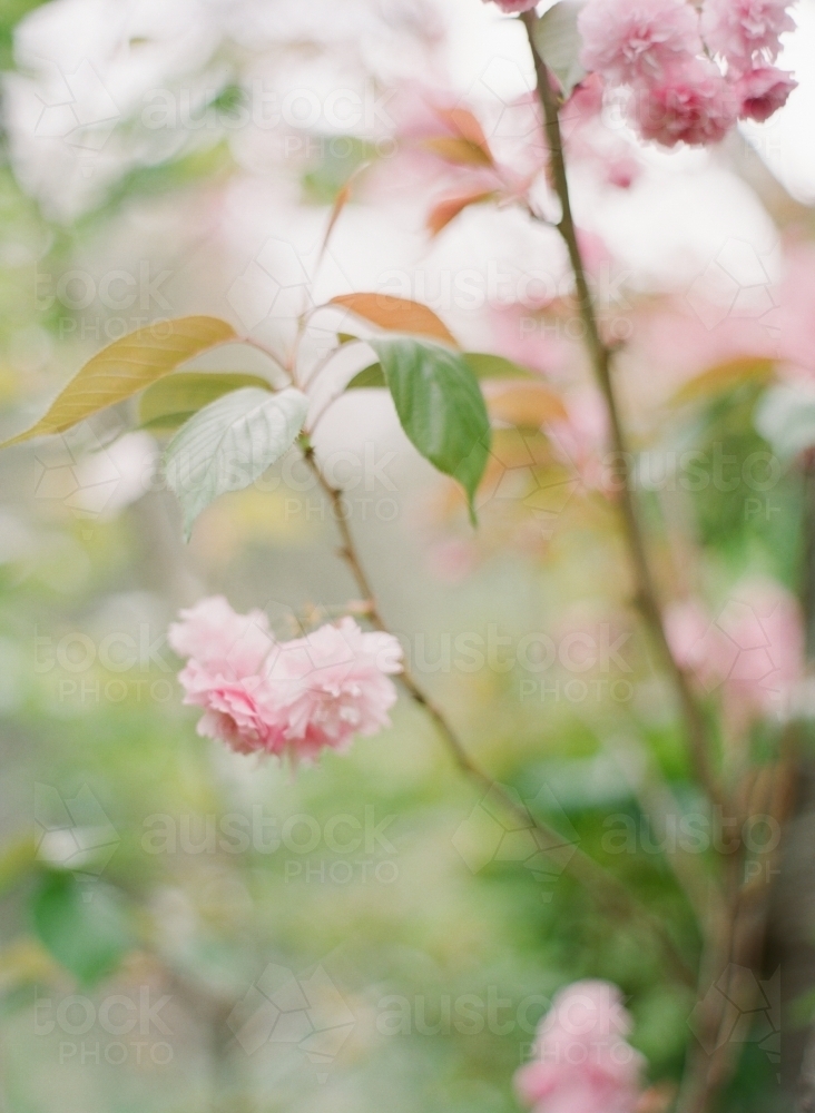 Blossoming Pink Sakura Flowers - Australian Stock Image