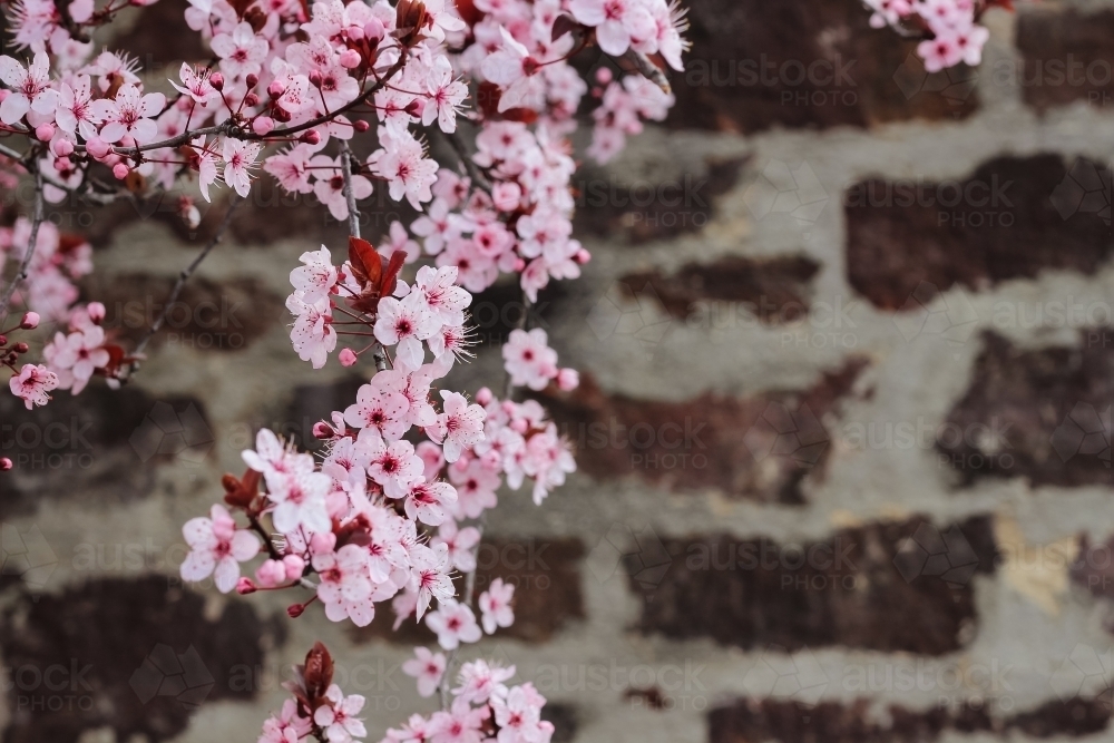 blossoms against rustic wall - Australian Stock Image