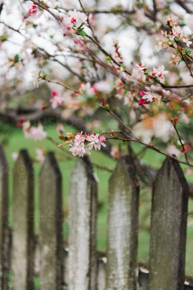 blossoms growing over old wooden fence - Australian Stock Image