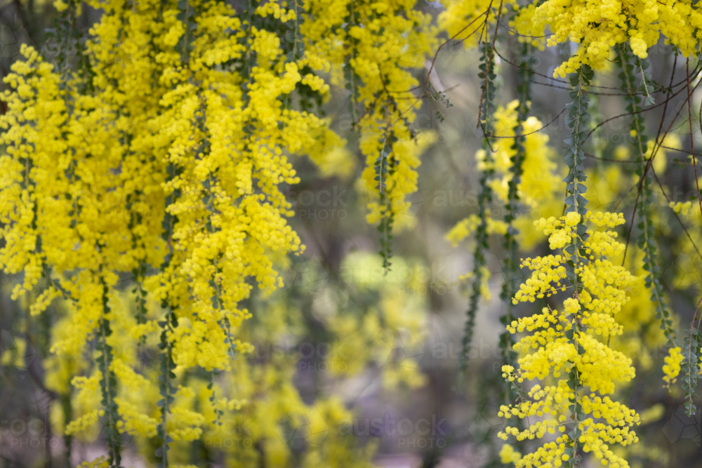 Blossoms of golden wattle hanging in soft light close up - Australian Stock Image