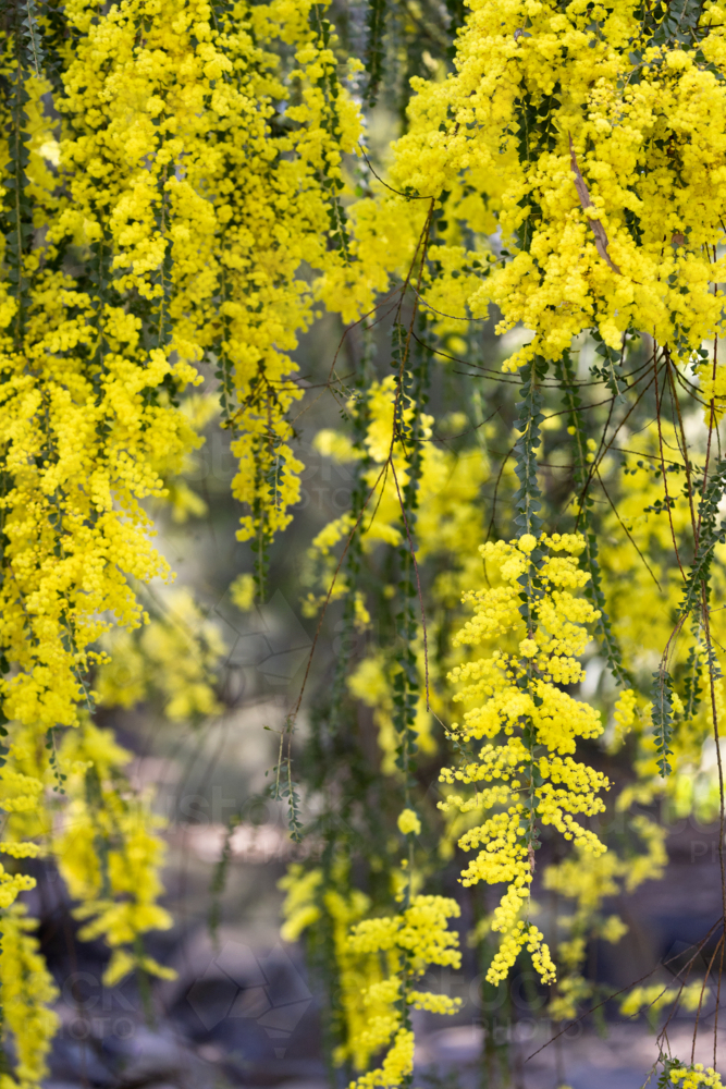 Blossoms of golden wattle in the morning sunlight close up - Australian Stock Image