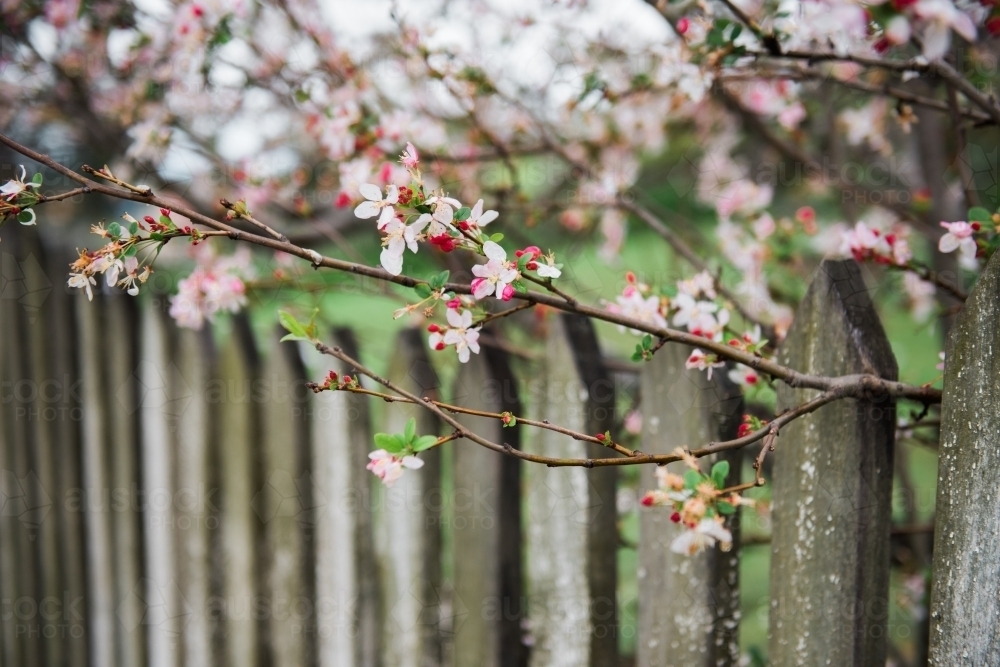 Blossoms with wooden fence - Australian Stock Image